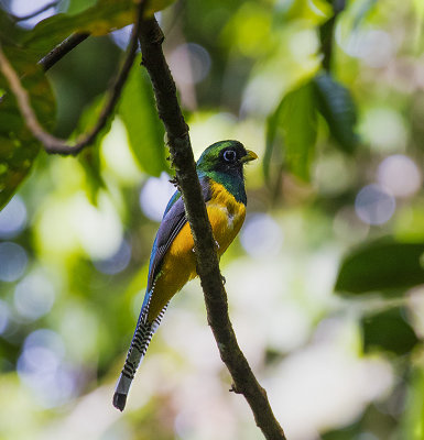 Black-throated Trogon