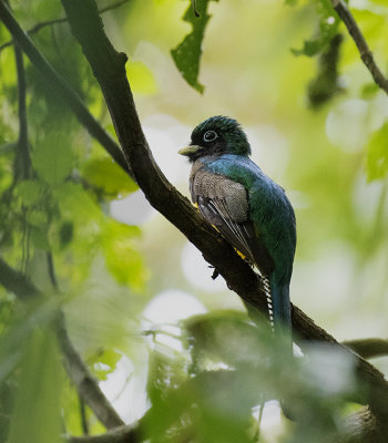 Black-throated Trogon