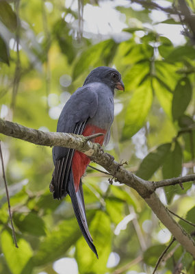 Slaty-tailed Trogon female