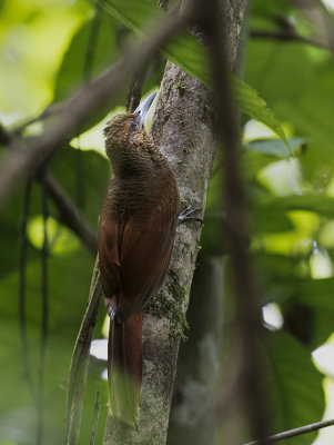 Northern Barred Woodcreeper