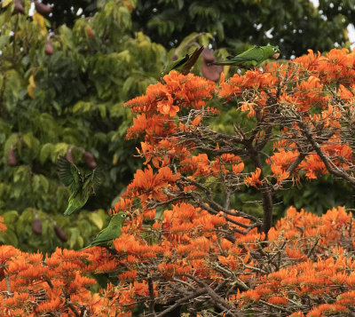 Hispaniolan Parakeets in flame tree