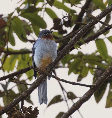 Rufous-throated Solitaire