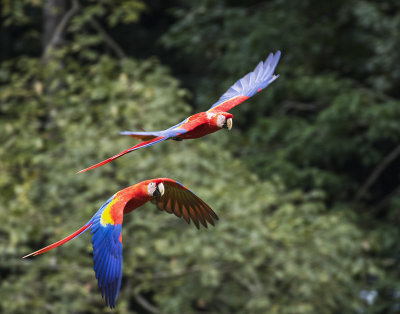 Scarlet Macaw in flight
