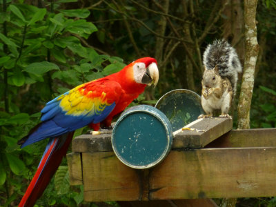 Scarlet Macaw and Squirrel sharing the feeder