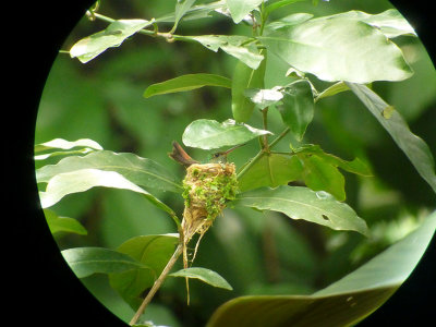 Rufous-tailed Hummingbird on nest