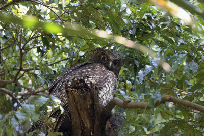 Powerful Owl at the Royal Botanical Garden, Sydney Australia