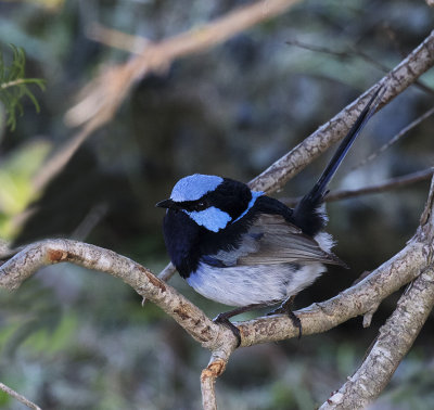 Superb Fairy-wren,  Sydney Australia