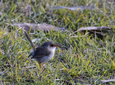 Superb Fairy-wren female, Sydney Australia