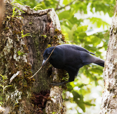 New Caledonian Crow with its tool,  New Caledonia