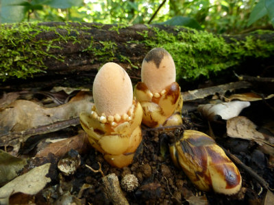 New Caledonia parasitic plant