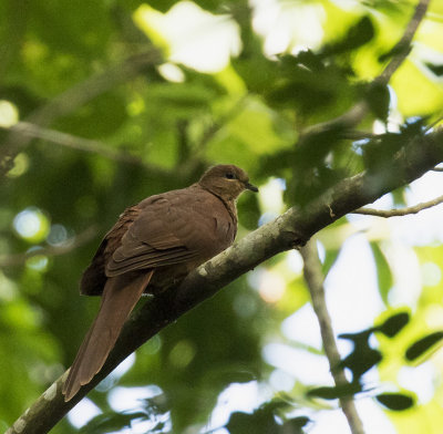 MacKinlays Cuckoo-dove,Espiritu Santo, Vanuatu crop