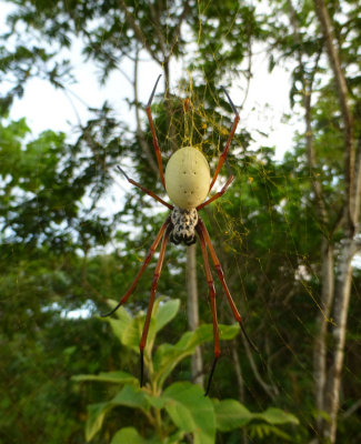 Vanuatu spider