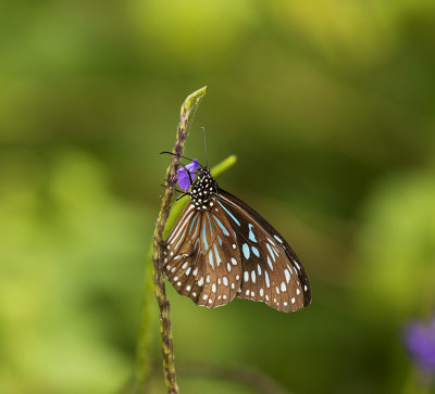 Butterfly, Vanuatu