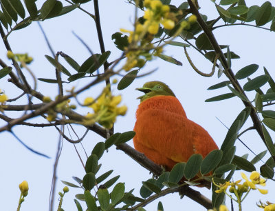Orange Dove, Fiji