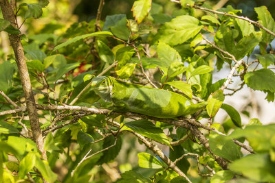 Banded Iguana, Fiji