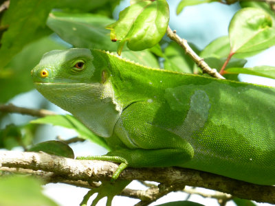 Banded Iguana, Fiji