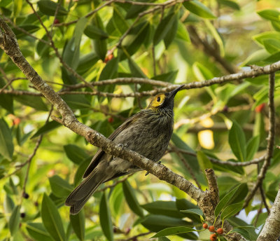 Kadavu Honeyeater, Fiji