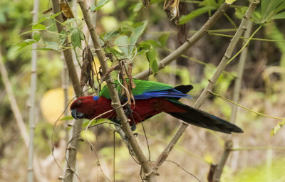 Crimson Shining Parrot, Fiji