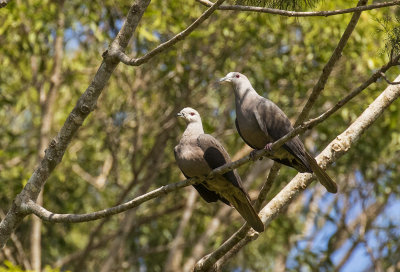 Barking Imperial Pigeon, Fiji