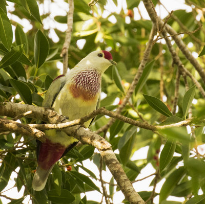 Many-colored Fruit Dove, Fiji