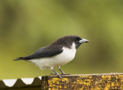 Fiji Woodswallow, Fiji