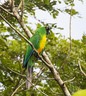 Masked Shining Parrot, Fiji
