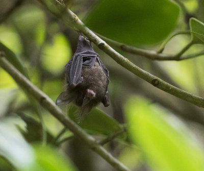 Bat, Cuffie River Nature Lodge, Tobago