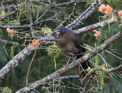 Rufous-vented Chachalaca, Cuffie River Nature Lodge, Tobago