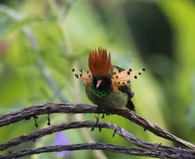 Tufted Coquette displaying, Asa Wright, Trinidad