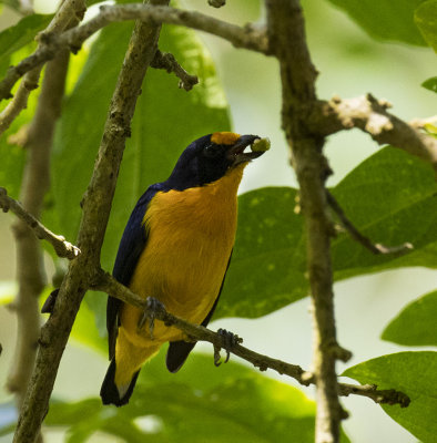 Violaceous Euphonia, Asa Wright, Trinidad