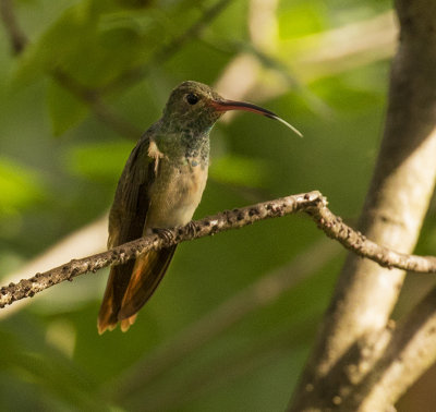 Buff-bellied Hummingbird, Castello Hammock Park, Florida