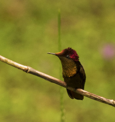 Ruby-topaz Hummingbird, Asa Wright, Trinidad