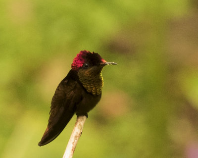 Ruby-topaz Hummingbird, Asa Wright, Trinidad