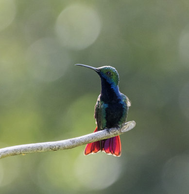 Black-throated Mango, Asa Wright, Trinidad