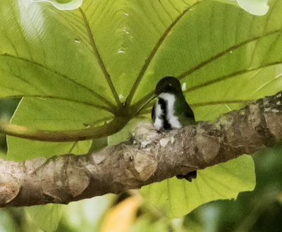 Black-throated Mango female on nest, Gilpin Trace, Tobago