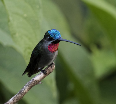 Long-billed Starthroat, Asa Wright, Trinidad