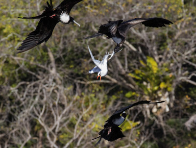 Red-billed Tropicbird mobbed by Frigatebirds, Little Tobago Island,Tobago
