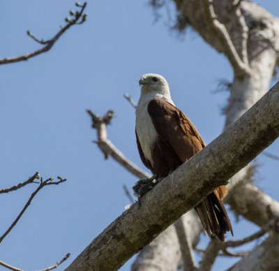 Brahminy Kite, Komodo Island