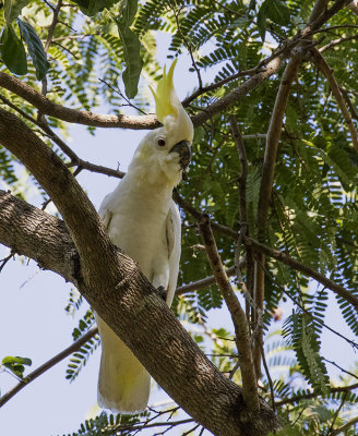 Yellow-crested Cockatoo, Komodo Island