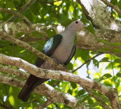 Green Imperial Pigeon, Komodo Island