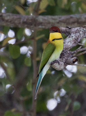 Chestnut-headed Bee-eater, Bali