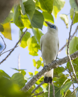 Bali Myna, Bali