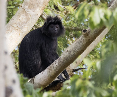 Javan Lutung, Bali