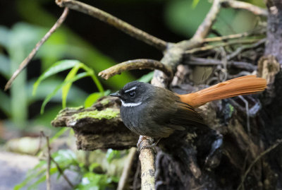 Rufous-tailed Fantail, Java
