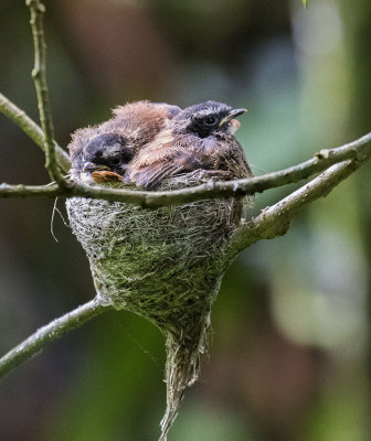 Rufous-tailed Fantail nest, Java