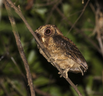 Reddish Scops-Owl, Java