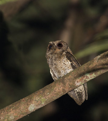 Sunda Scops-Owl, Java