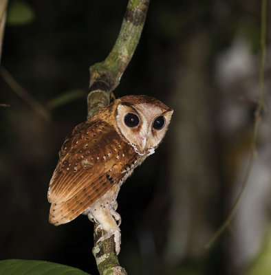 Oriental Bay Owl, Sumatra