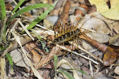 Centipede, Sumatra