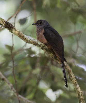 Brush (Rusty-breasted) Cuckoo, Sulawesi